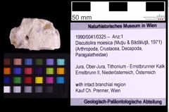 Foto (Objekt + Etiketten) von Discutiolira moesica (Muţiu & Bădăluţă, 1971) (NHMW-GEO-1990-0041-0325)